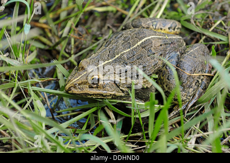 Valle Ndus Bullfrog o indiani Bullfrog (Hoplobatrachus tigerinus) Foto Stock