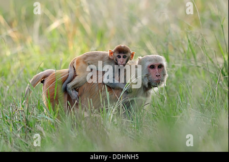 Macaco Rhesus o di scimmia Rhesus (macaca mulatta), femmina che trasporta un bambino sulla schiena Foto Stock