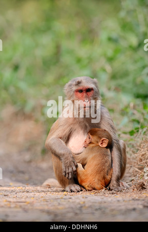 Macaco Rhesus o di scimmia Rhesus (macaca mulatta), Femmina il lattante un neonato Foto Stock