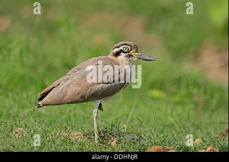 Grande pietra-curlew o grande thick-ginocchio (Esacus recurvirostris, Burhinus recurvirostris) Foto Stock