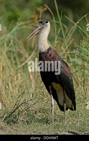 Indian lanosi colli Stork, Vescovo di cicogna bianca o a collo di Stork (Ciconia episcopus episcopus) Foto Stock