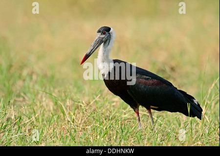 Indian lanosi colli Stork, Vescovo di cicogna bianca o a collo di Stork (Ciconia episcopus episcopus) Foto Stock