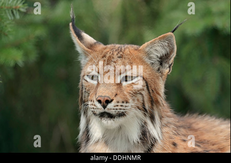 Comune di lince, Eurasian Lynx o il nord (Lynx Lynx lynx), ritratto, captive Foto Stock