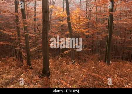 Autumnally colorata foresta di faggio, faggio europeo comune o di faggio (Fagus sylvatica) Foto Stock