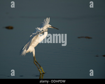 Garzetta (Egretta garzetta), di sbarco Foto Stock