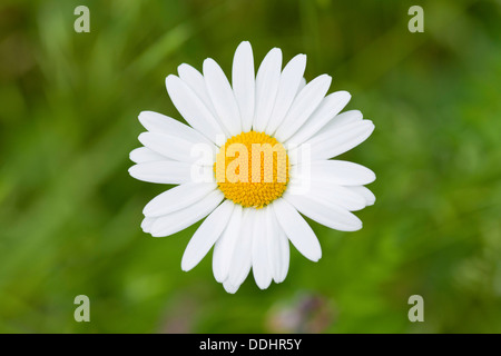 Margherita occhio di bue (Leucanthemum vulgare), fiore Foto Stock