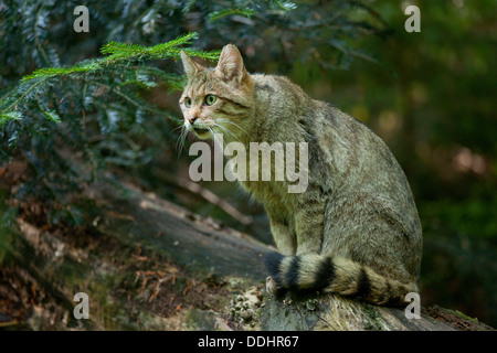 Unione gatto selvatico (Felis silvestris) seduti su un tronco di albero, captive Foto Stock