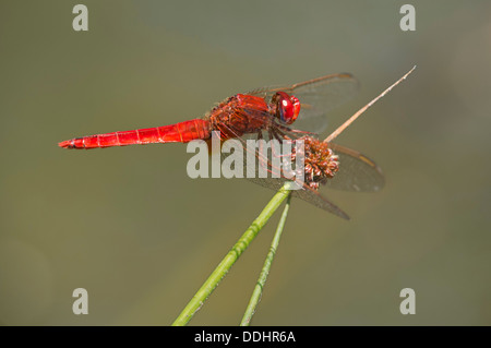 Scarlet Dragonfly (Crocothemis erythraea), maschio Foto Stock