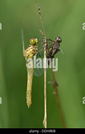 Recentemente avvistati tratteggiata Darter (Sympetrum depessiusculum) con esuvia Foto Stock