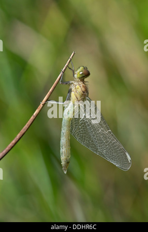 Recentemente avvistati tratteggiata Darter (Sympetrum depessiusculum) Foto Stock