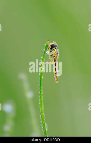 Hoverfly lungo (Sphaerophoria scripta) su una lama di erba con rugiada di mattina Foto Stock