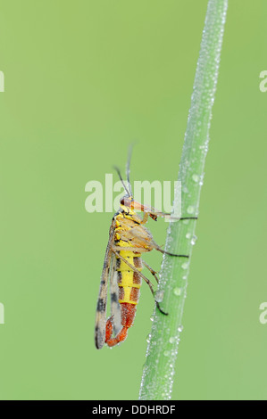 Comune (Scorpionfly Panorpa communis), maschio su una lama di erba con rugiada di mattina Foto Stock