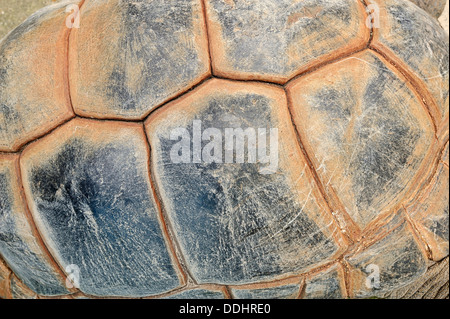 Tartaruga gigante di Aldabra (Aldabrachelys gigantea), dettaglio del guscio, nativo di Aldabra Atoll, captive Foto Stock