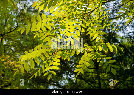 Manchurian noce (juglans mandshurica), foglie Foto Stock