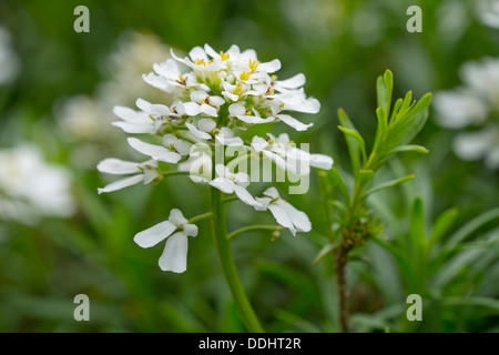 Evergreen Candytuft (Iberis sempervirens), fiori e foglie Foto Stock
