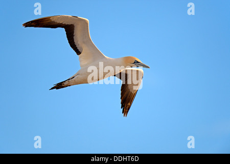 Cape Gannet (Morus capensis) Foto Stock