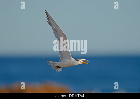 Maggiore Crested Tern (Thalasseus bergii) Foto Stock