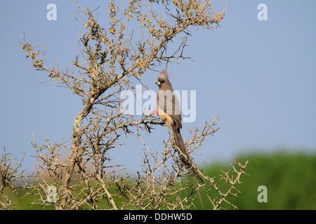 Chiazzato Mousebird (Colius striatus) in una struttura ad albero nella West Coast National Park, Langebaan, Provincia Occidentale, Sud Africa. Foto Stock