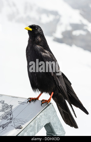 Gracchio alpino o giallo-fatturati CHOUGH Pyrrhocorax graculus della Jungfraujoch svizzera Foto Stock