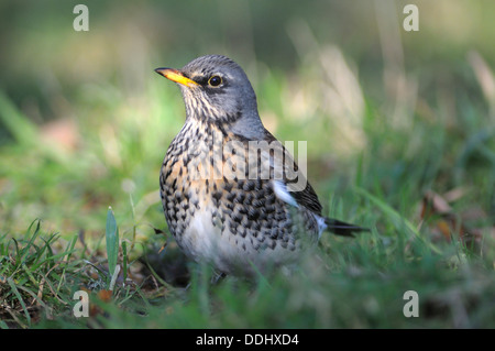 Un Allodole Cesene Beccacce sulle mele caduti in inverno REGNO UNITO Foto Stock