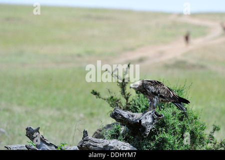 African tawny eagle (Aquila rapax) appollaiato su un albero morto Masai Mara Kenya - Africa orientale Foto Stock