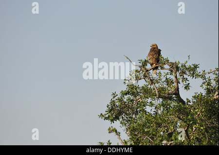 African tawny eagle (Aquila rapax) appollaiato sulla cima di un albero Masai Mara Kenya - Africa orientale Foto Stock