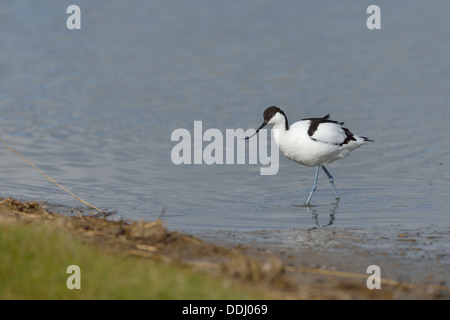 Pied Avocet - Eurasian Avocet - Nero-capped avocetta (Recurvirostra avosetta) passeggiate in acqua poco profonda Foto Stock