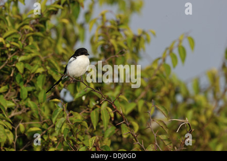 Southern fiscale - fiscale comune (shrike Lanius collaris) arroccato su un arbusto Kenya - Africa orientale Foto Stock