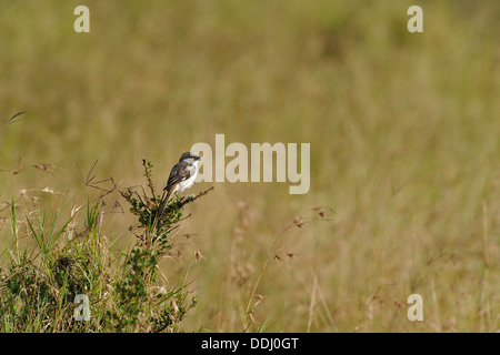 Southern fiscale - fiscale comune (shrike Lanius collaris) capretti appollaiato su un ramo del Kenia - Africa orientale Foto Stock