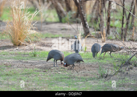 Helmeted Faraone - Comune le faraone (Numida meleagris) stormo di uccelli rovistando Konkombouri - Burkina Faso - Africa occidentale Foto Stock