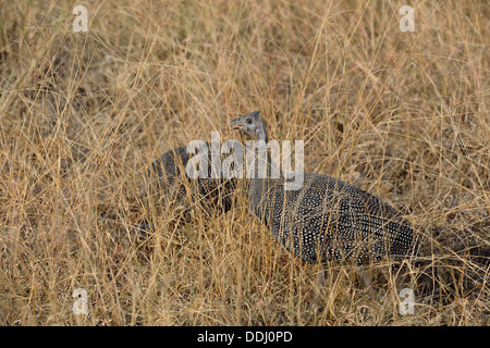 Helmeted Faraone - Comune le faraone (Numida meleagris) capretti in erba alta Masai Mara - Kenya - Africa orientale Foto Stock