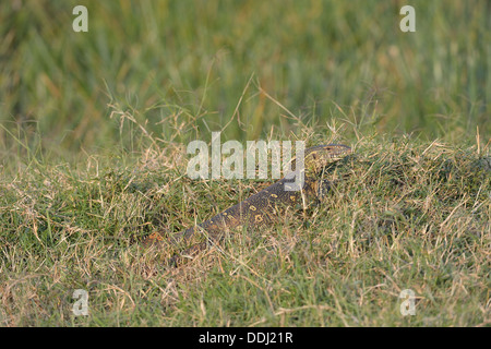 Monitor del Nilo - Acqua Leguaan (Varanus niloticus - Lacerta monitor - Lacerta nilotica) in erba Masai Mara Foto Stock