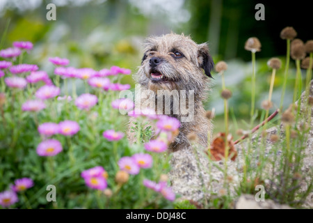 Ritratto di un Border Terrier seduti in giardino. Foto Stock