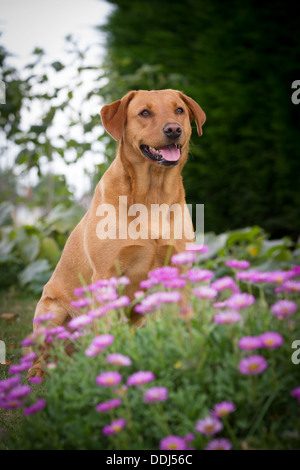 Ritratto di un Labrador lavorando cane Foto Stock