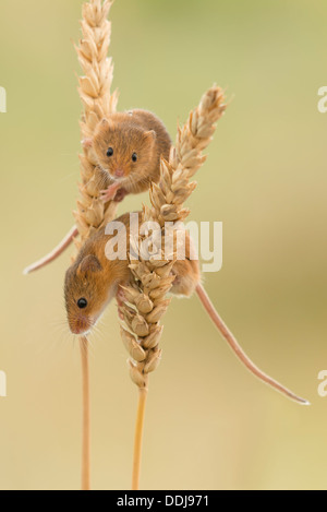 Topi raccolto su spighe di grano Foto Stock