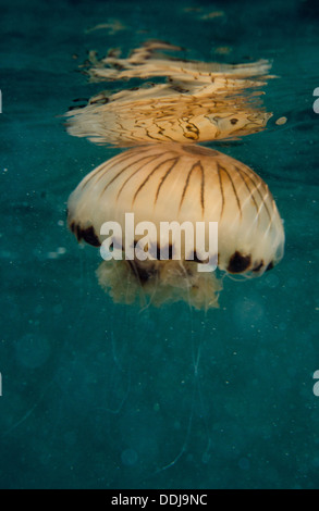 Compass meduse, Chrysaora hysoscella, in corrispondenza della superficie dell'acqua, nuoto, riflessa fuori acqua, Cornwall, Regno Unito Foto Stock