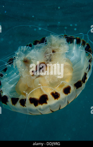 Compass meduse, Chrysaora hysoscella, nuoto, capovolto vicino alla superficie dell'acqua, Cornwall, Regno Unito Foto Stock