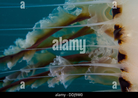 Compass meduse, Chrysaora hysoscella, close up di tentacoli come nuoto lungo, subacquea, Cornwall, Regno Unito. Foto Stock