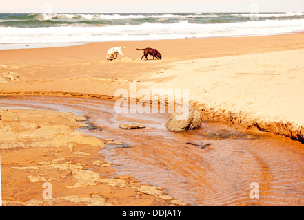 Due cani di esplorare e divertirsi sulla spiaggia Foto Stock