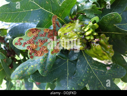 KNOPPER Galli di gall wasp Andricus quercuscalicis sulla Turchia Ghiande di quercia & Spangle Galli di vespa Cynis divis. Foto Tony Gale Foto Stock
