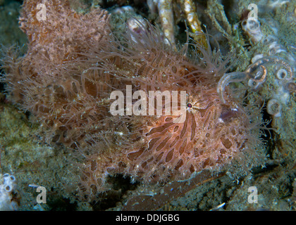 Chiudere l immagine della rana pescatrice pelose casting suo richiamo. Puerto Galera, Filippine Foto Stock