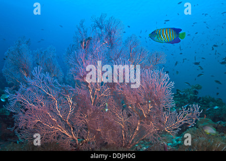 Regal Angelfish, Pygoplites diacanthus, raffigurato con rosa brillante mare fan. Raja Ampat, Indonesia. Foto Stock