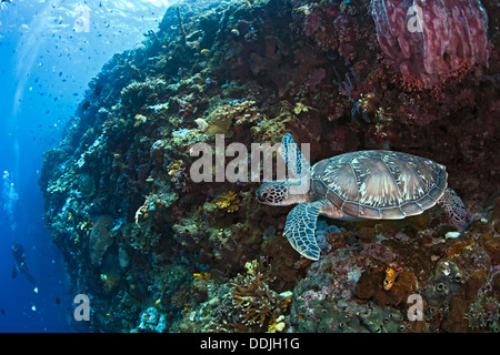 Tartaruga embricata alla sommità della parete corallina orologi subacqueo al di sotto. Bunaken Island, Indonesia. Foto Stock