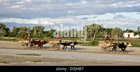 Tre ox-cart, ogni tirata da una coppia di zebù bovini, passando per il villaggio di Anakao nel sud-ovest del Madagascar Foto Stock