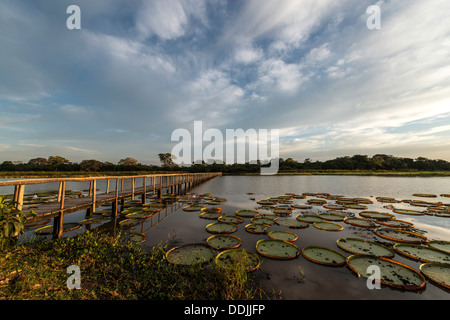 Victoria acqua gigante Lily Pad a sunrise Porto Jofre hotel Pantanal del Mato Grosso Brasile America del Sud Foto Stock