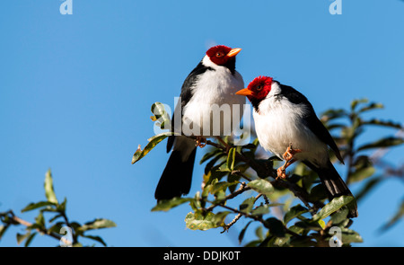 Rosso-crested cardinale Paroaria coronata su un ramo Araras Eco Lodge Pantanal del Mato Grosso Brasile America del Sud Foto Stock