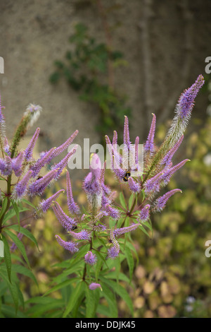 Le api a raccogliere il polline di un fiore Lavanda, Lavandula lanata Foto Stock