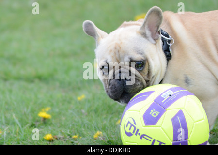 Bulldog francese razza di cane cucciolo sul piombo guardare con sospetto a un campo di calcio. Seduto in un campo di erba e fiori gialli Bristol Foto Stock