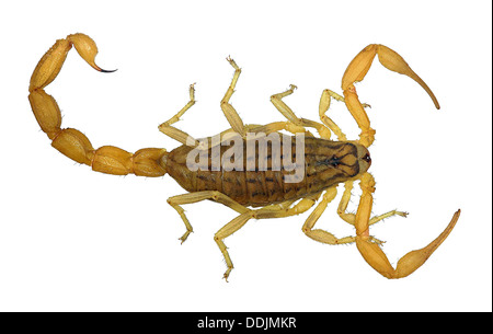 Scorpione giallo isolato su sfondo bianco (Mesobuthus gibbosus, Buthidae) Foto Stock