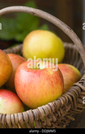 Malus domestica. Le mele in un cestello. Foto Stock